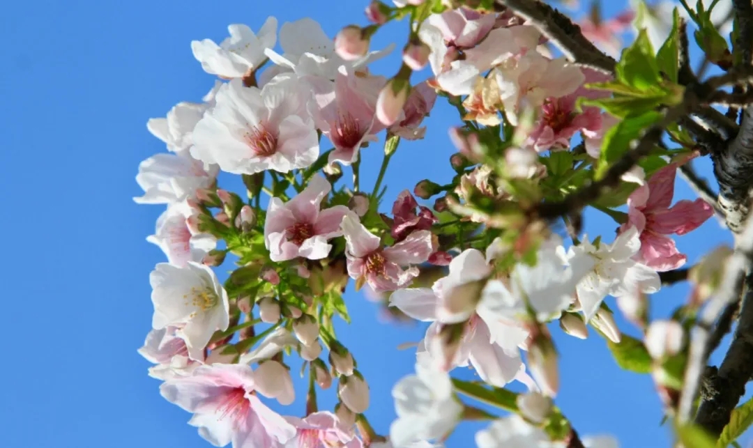 踏青指南丨這8種「限定版」春色，再錯過就要等一年！